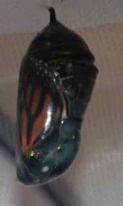 Monarch Butterfly Chrysalis final stage