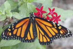 Female Monarch Butterfly