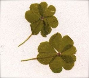 Four Leafed Clovers
